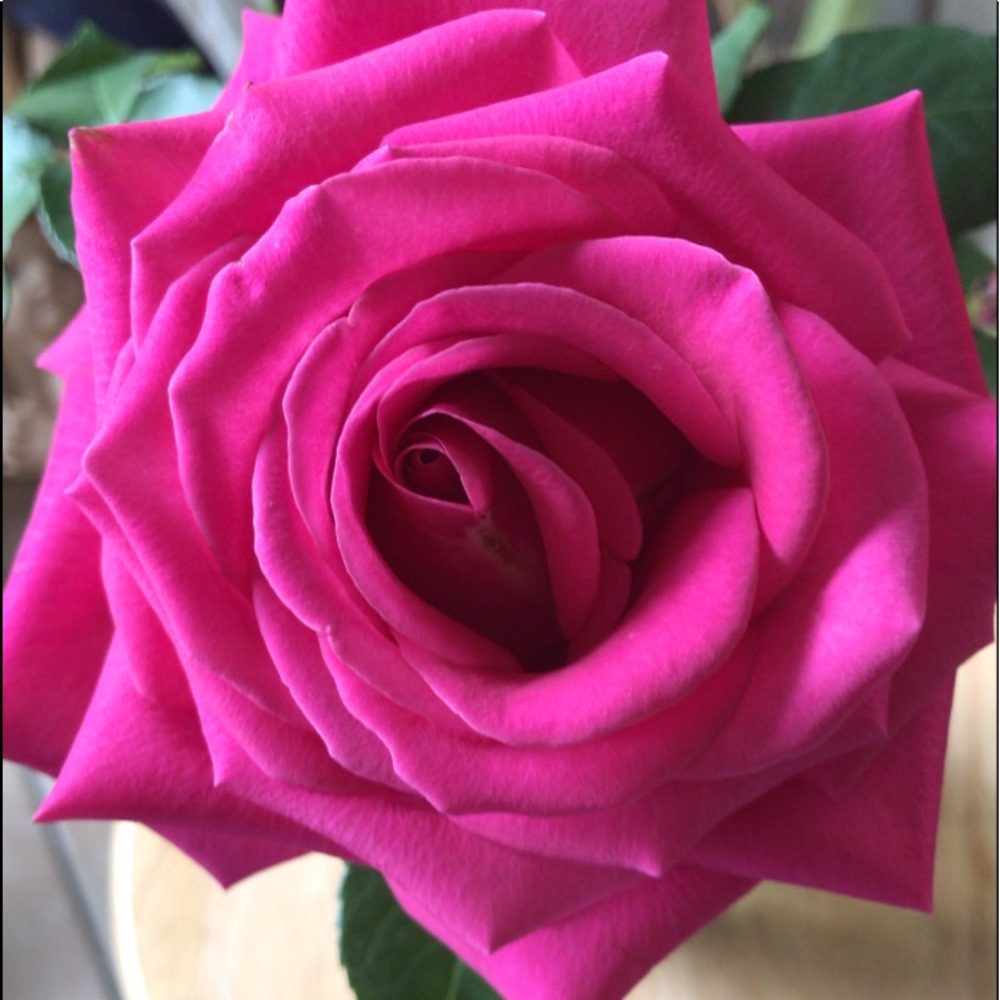 Meet your Posher, Angelica